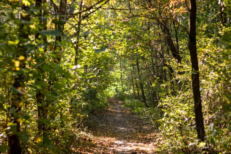 Sentier naturel de Syndicate