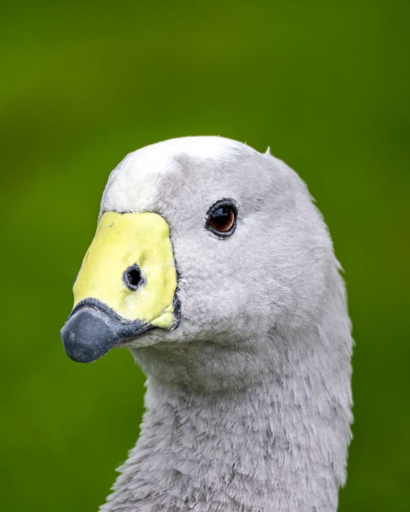 Goose Green