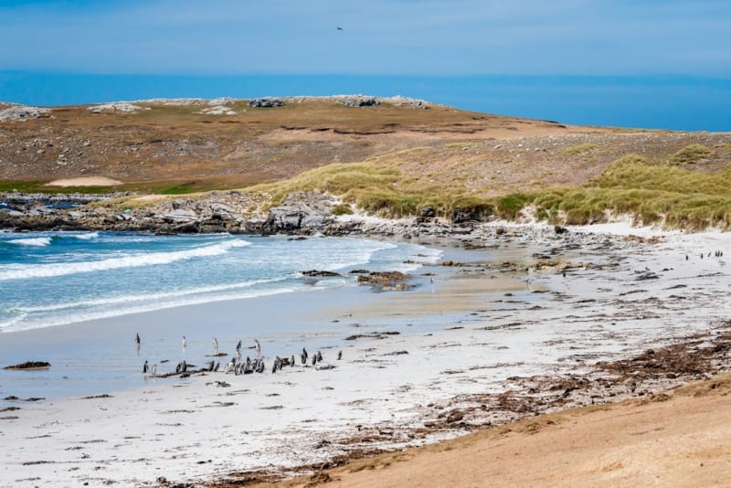 Weddell Island