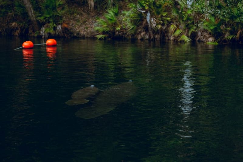 Blue Spring State Park