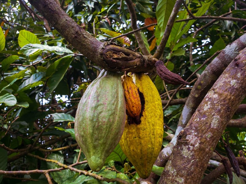 Cacao
