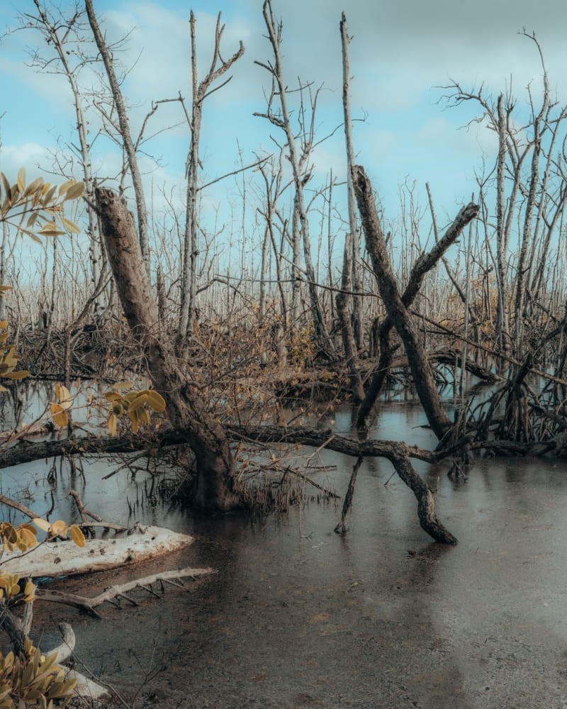 Marais de Kaw
