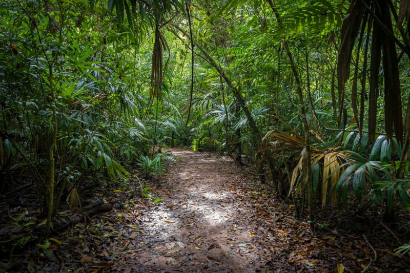 Parc Amazonien de Guyane