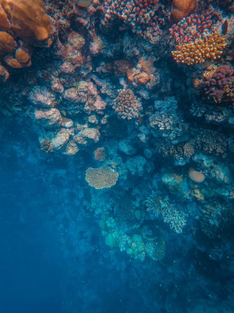 Agincourt Reef