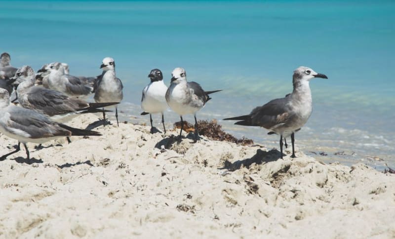 Michaelmas Cay