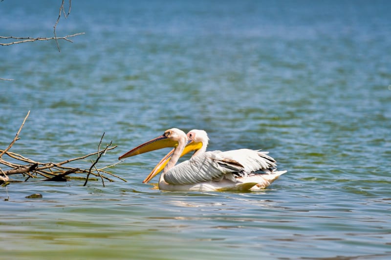 Lake Baringo