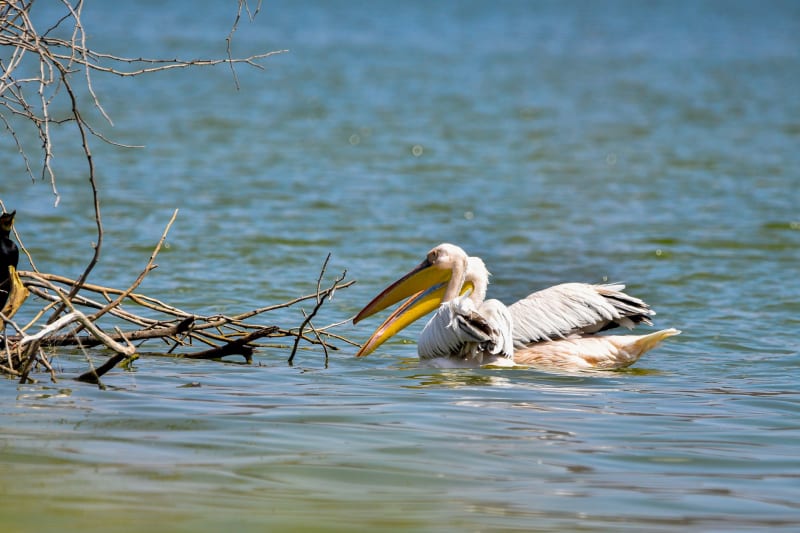 Lac Turkana