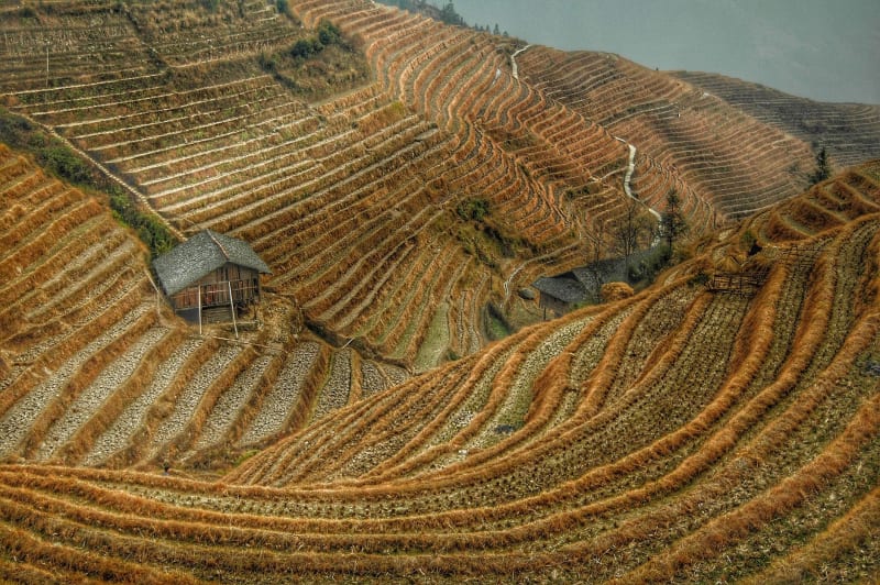 Longji Rice Terraces