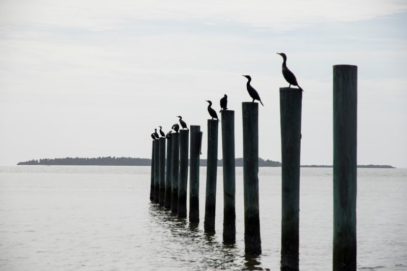 Cedar Key