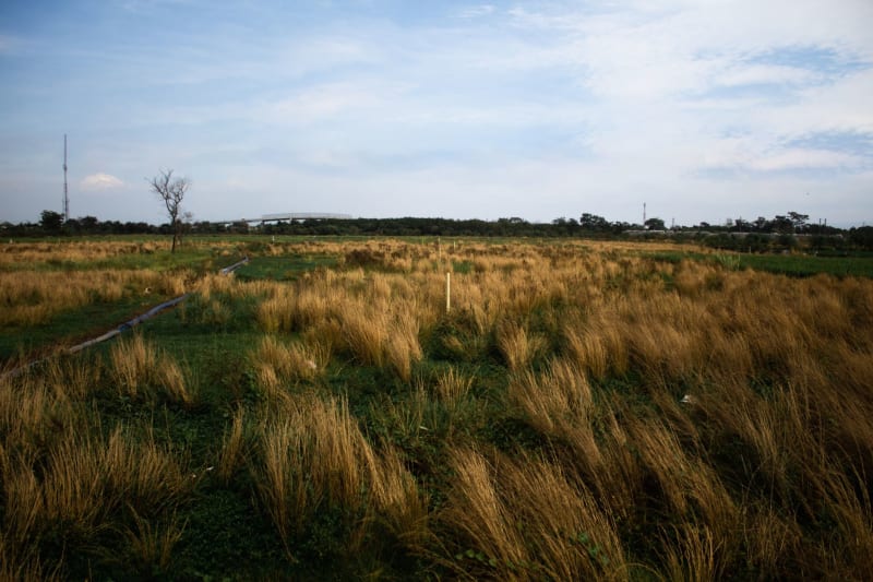 Sabanas del Rupununi
