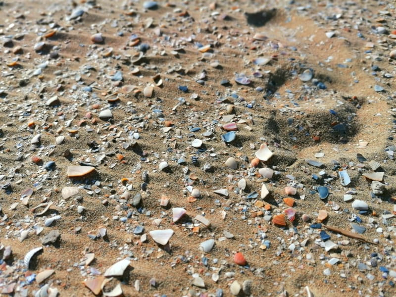 Shell Beach