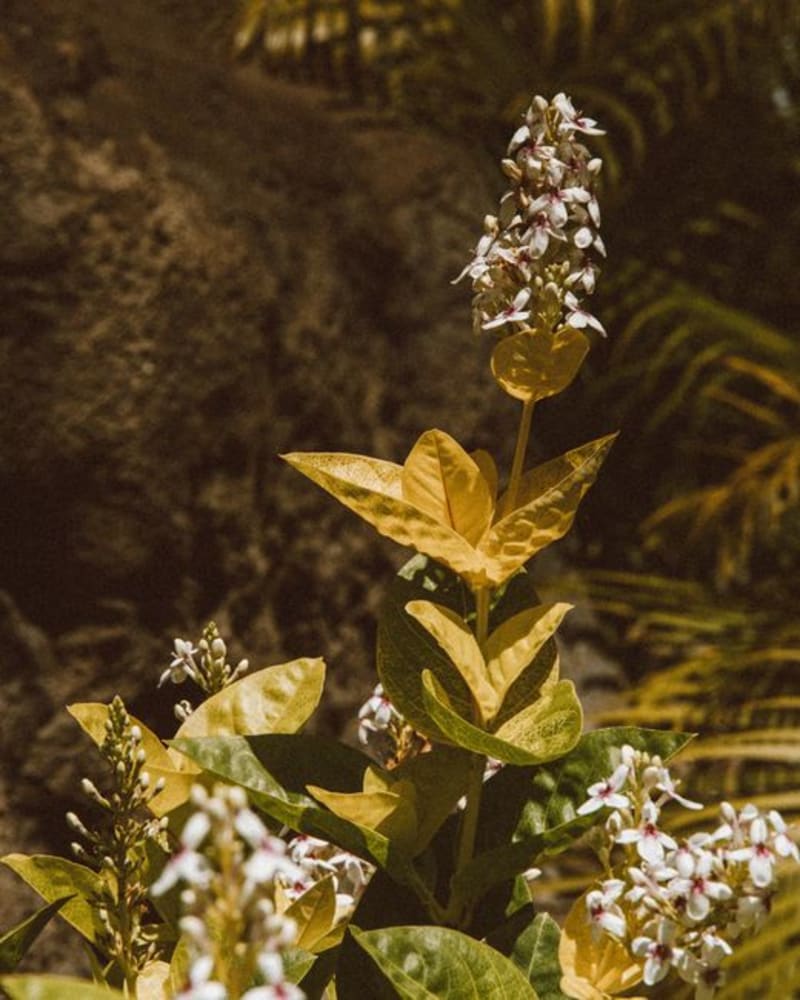 Allerton Garden