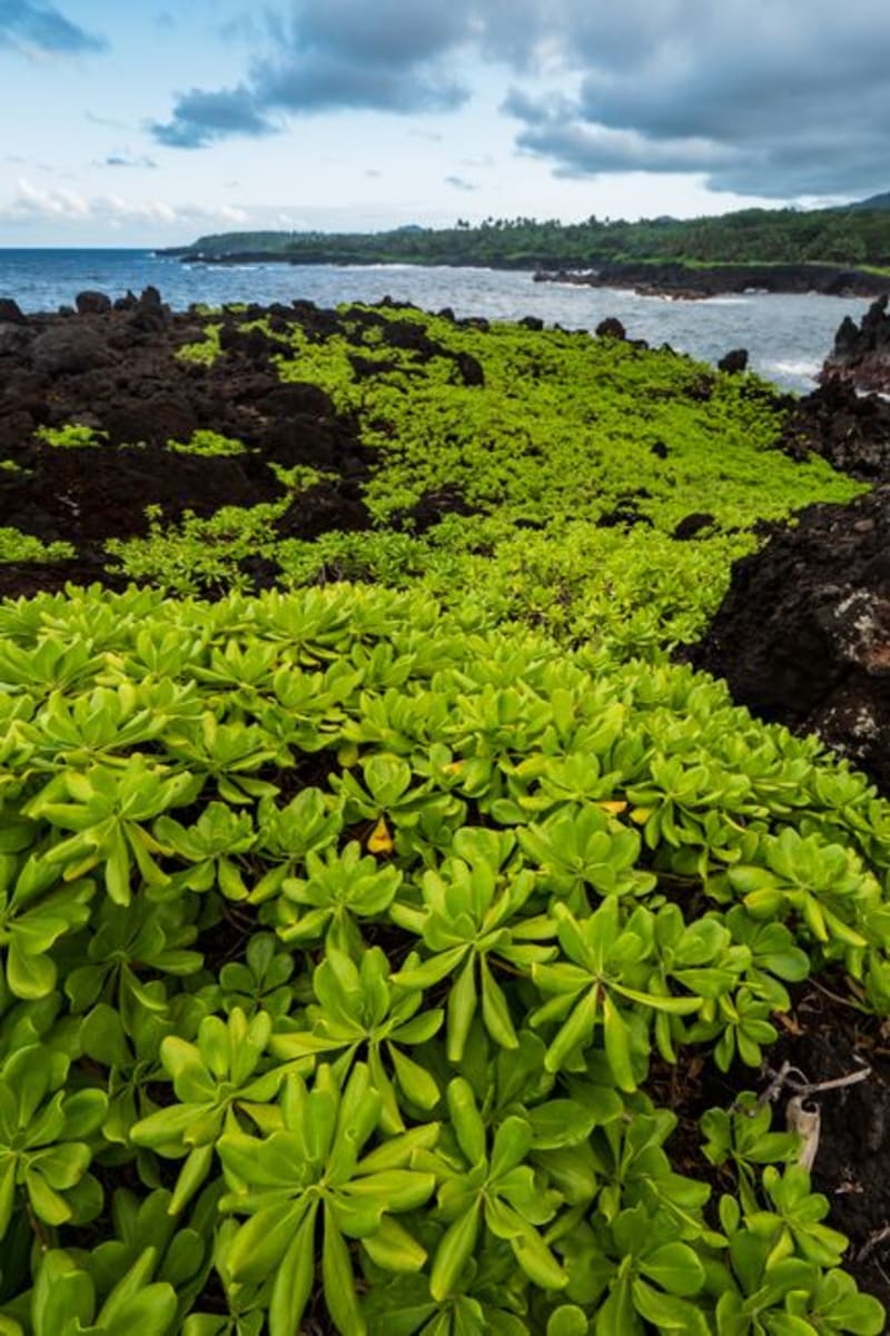 Kohala Coast