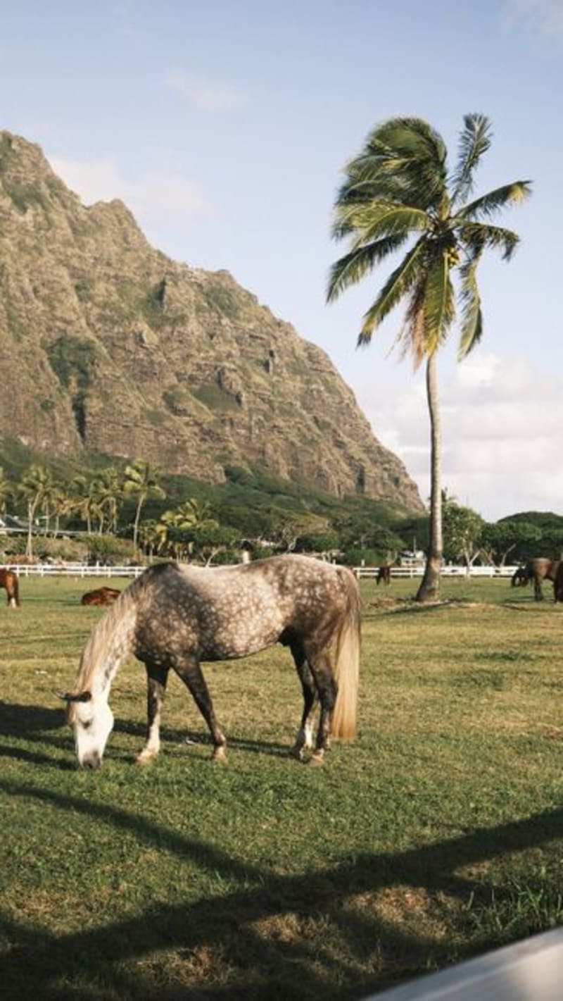 Kualoa Ranch