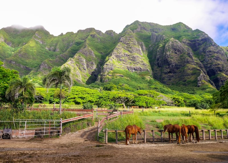 Lanai Cat Sanctuary