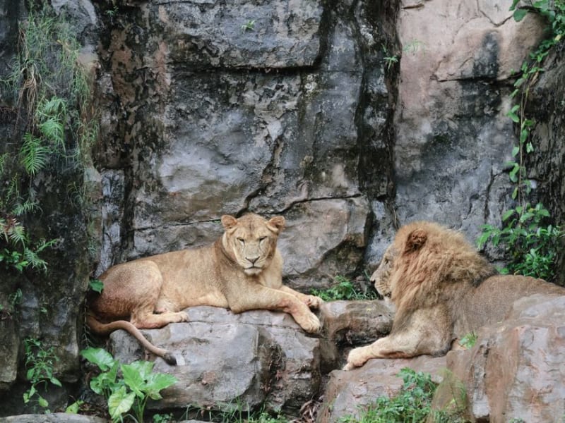 Lion Rock