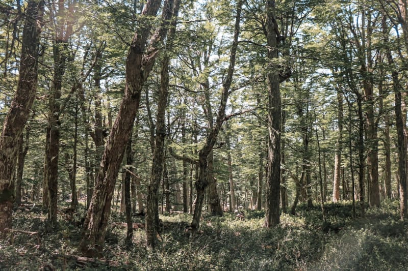 Yacutinga Reserve