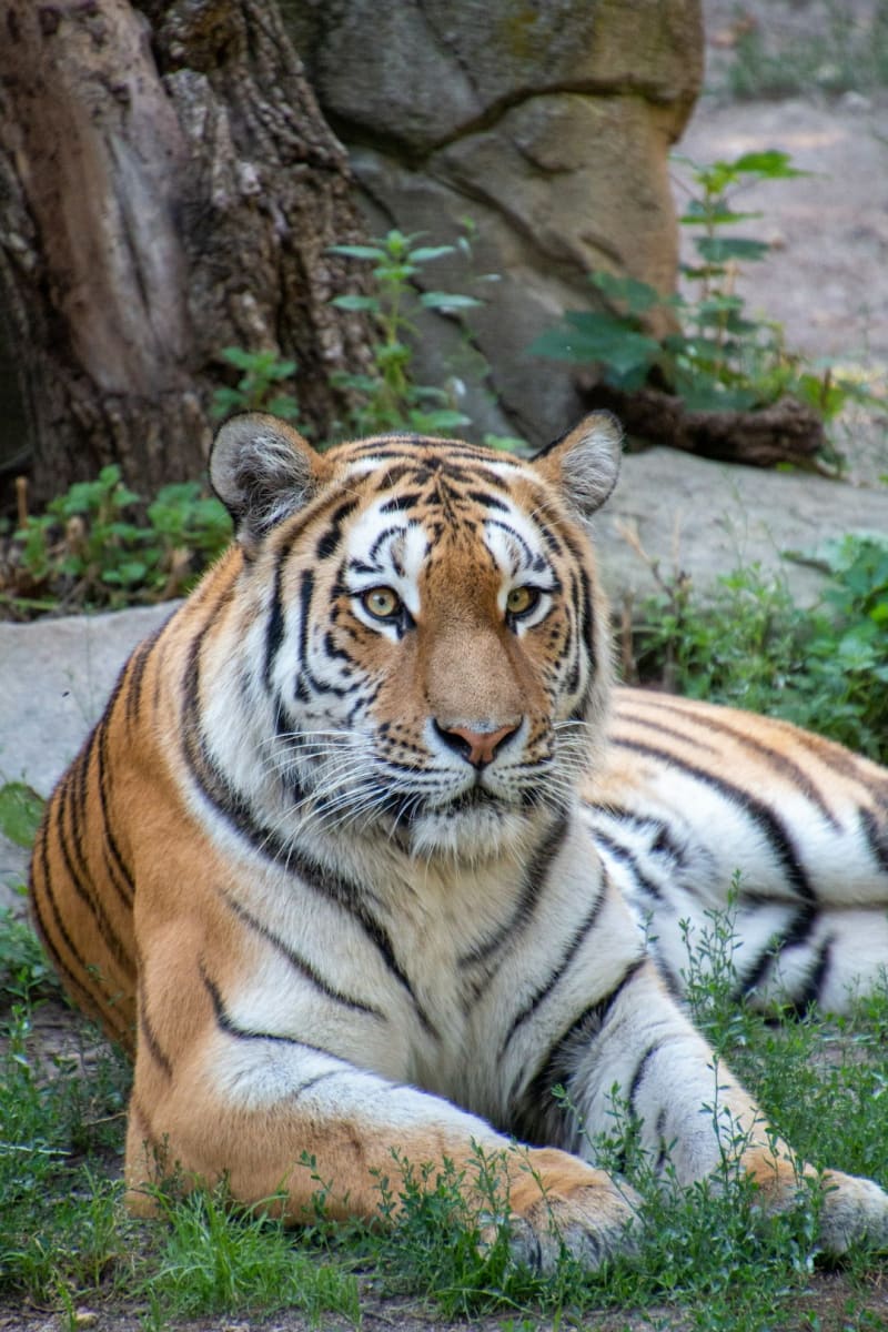 Bandhavgarh