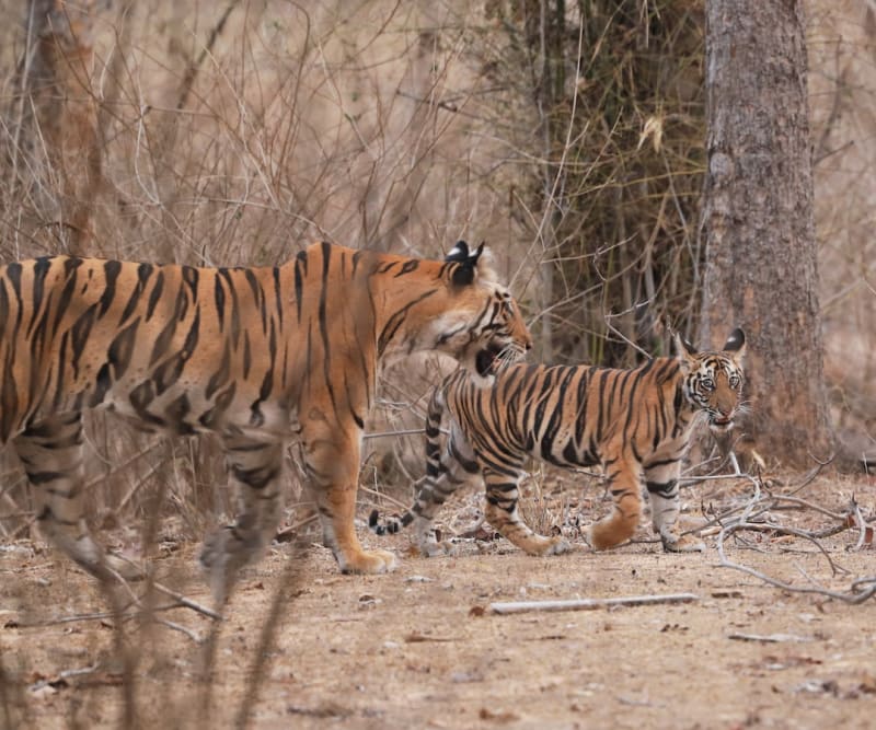 Bandhavgarh