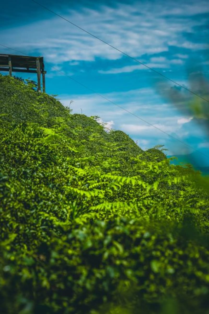 Chikmagalur