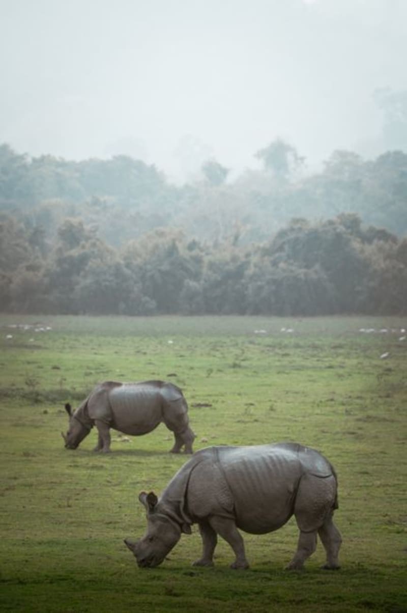 Kaziranga