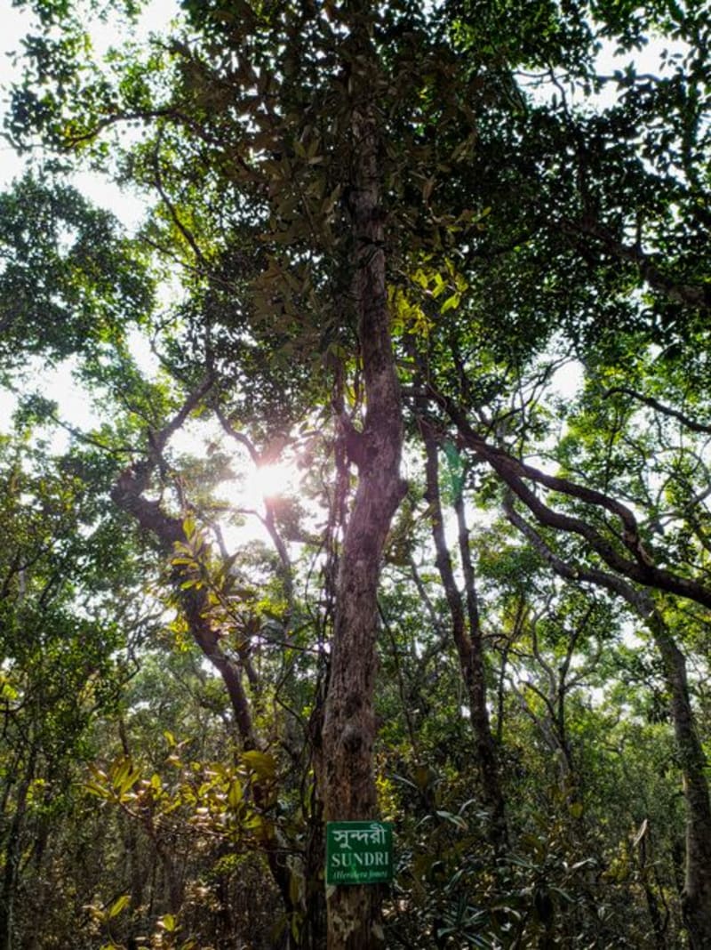 Sundarbans