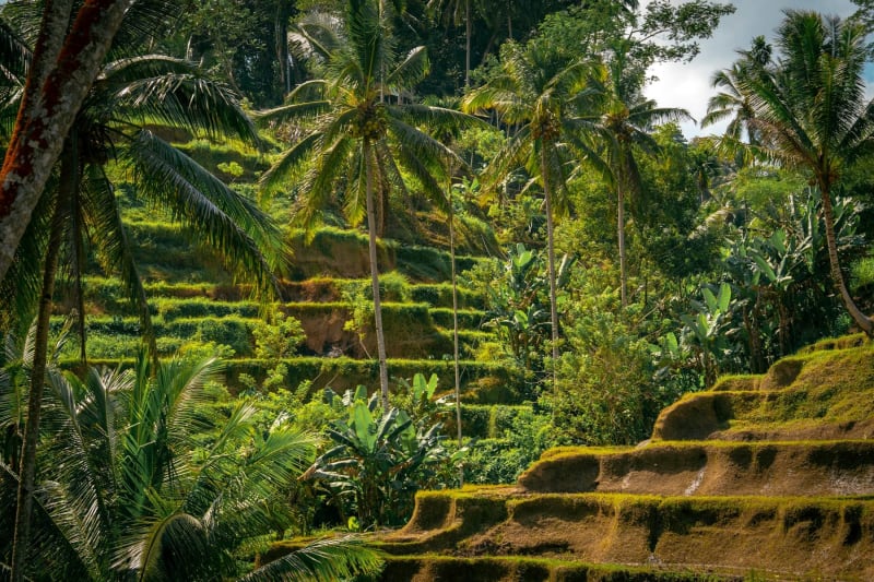Ubud Rice Terraces