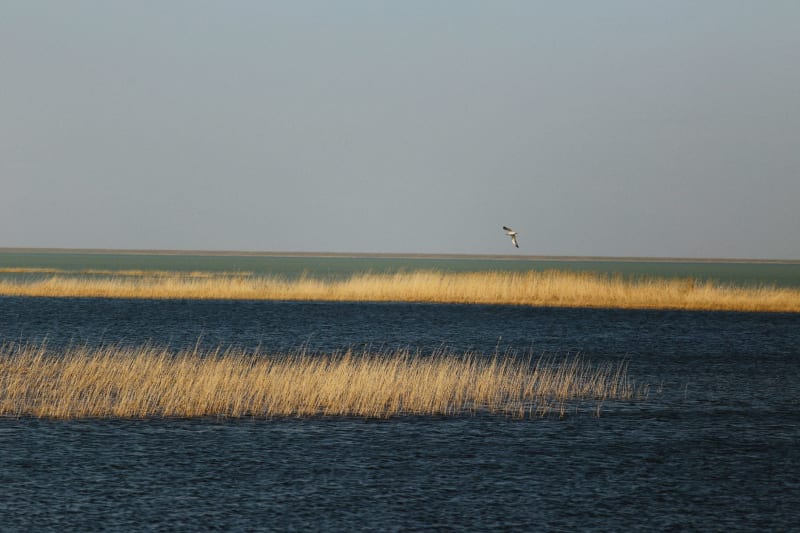 Mesopotamian Marshes