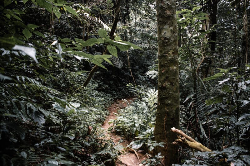 Taï National Park
