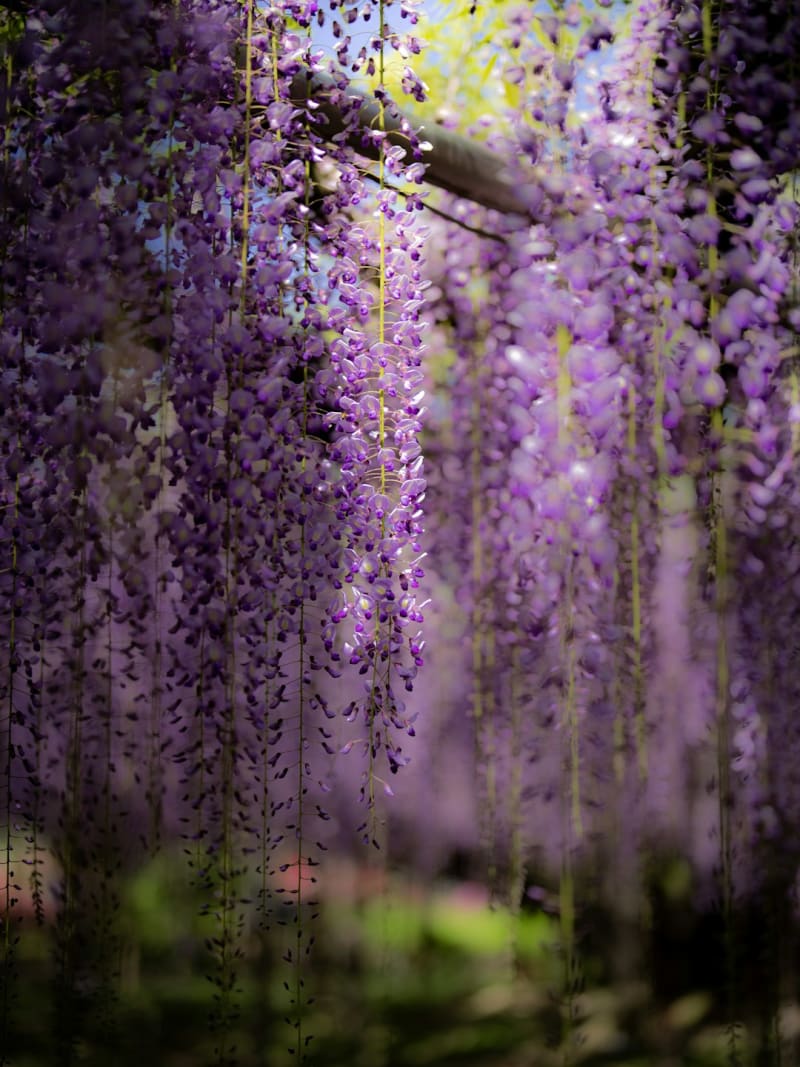 Ashikaga
