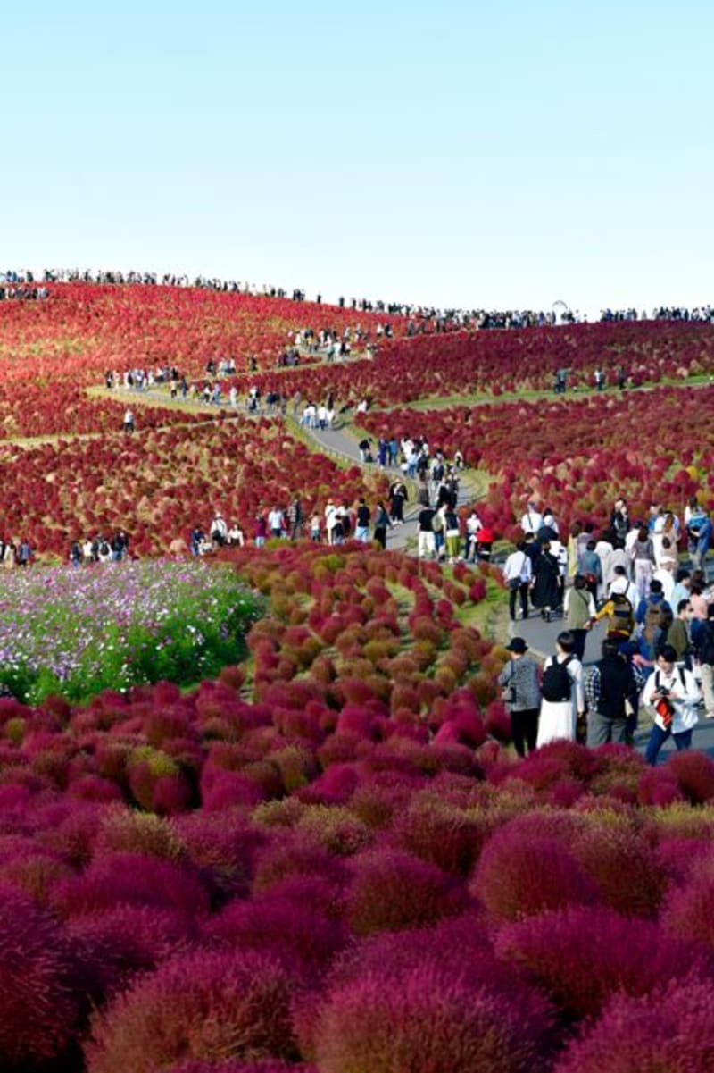 Hitachi Seaside Park