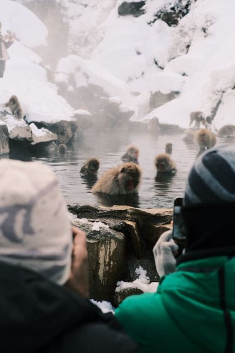 Jigokudani (Snow Monkey Park)