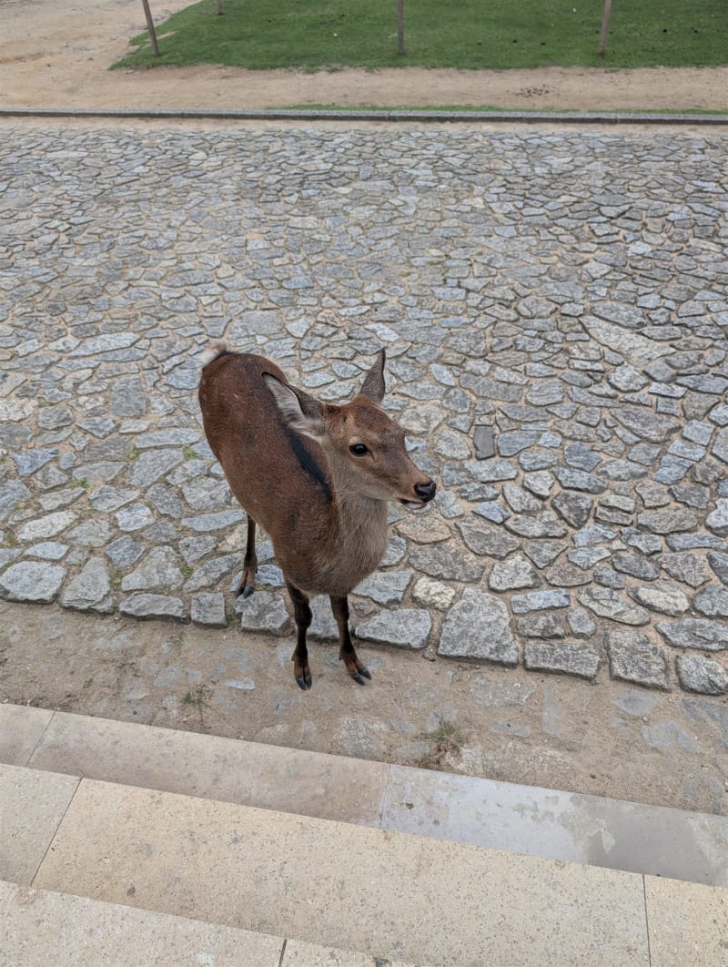 Nara