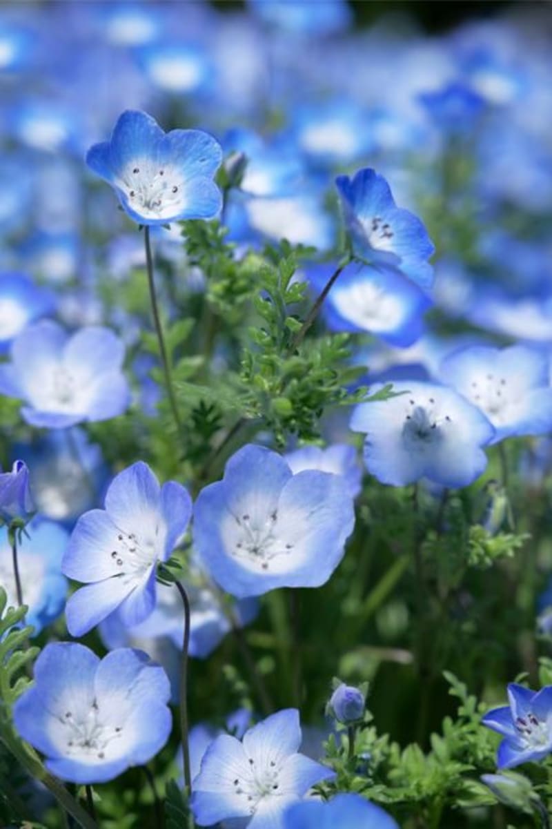 Rebun