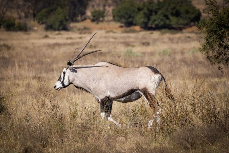 Réserve naturelle de Khutse