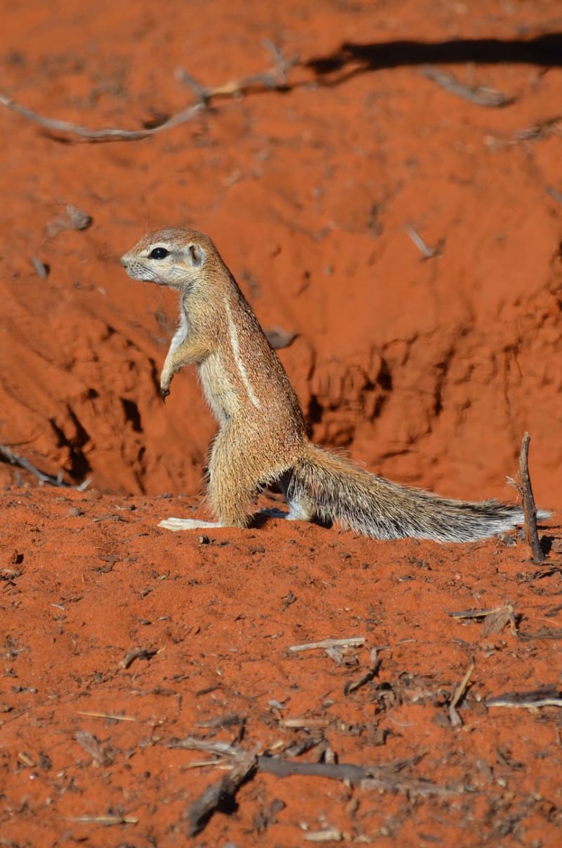 Tswalu Kalahari