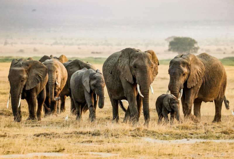 Amboseli