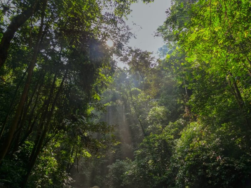 Kakamega Forest