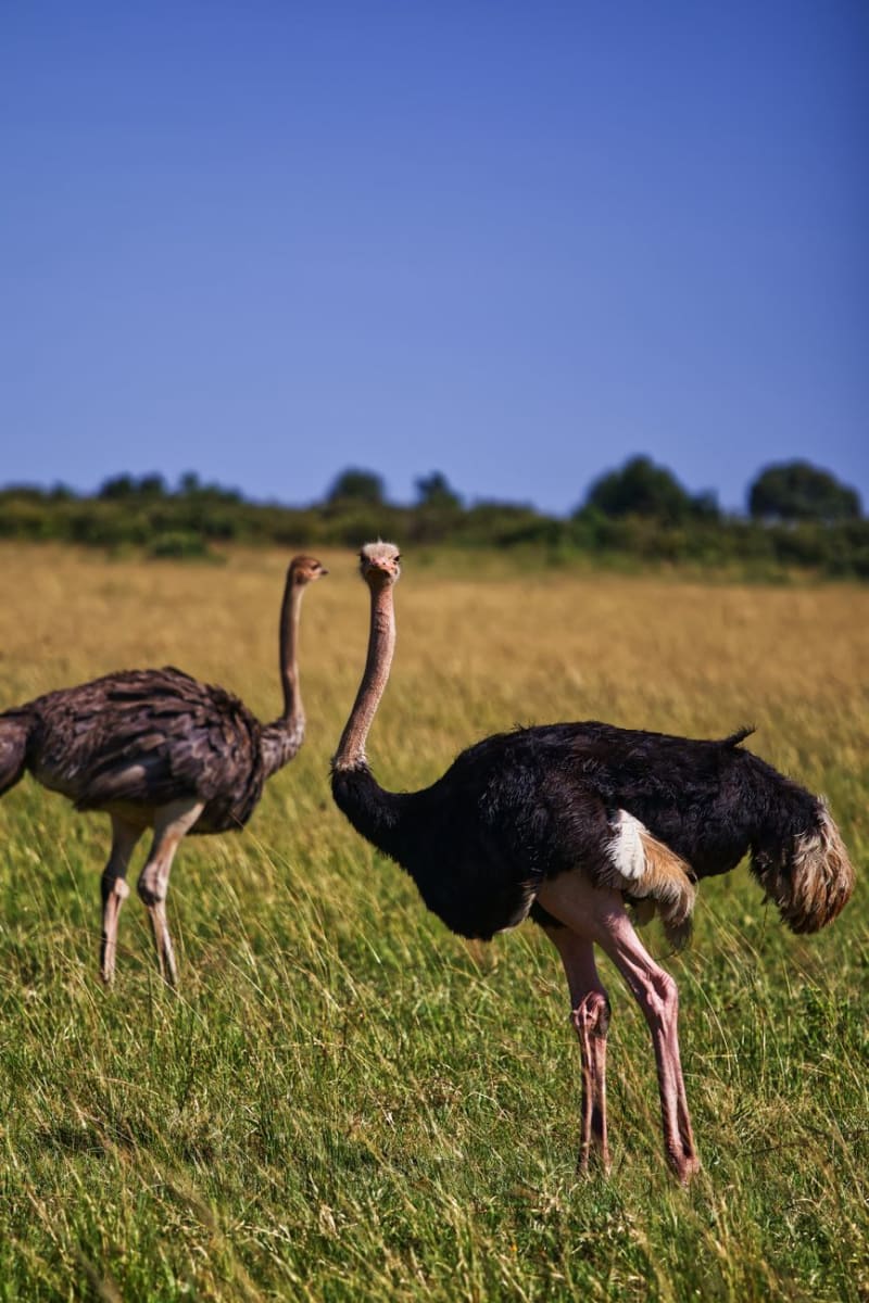 Meseta de Laikipia