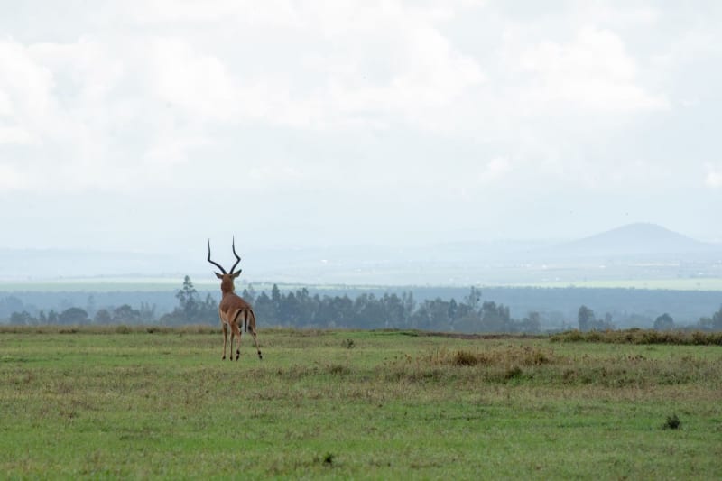 Meseta de Laikipia