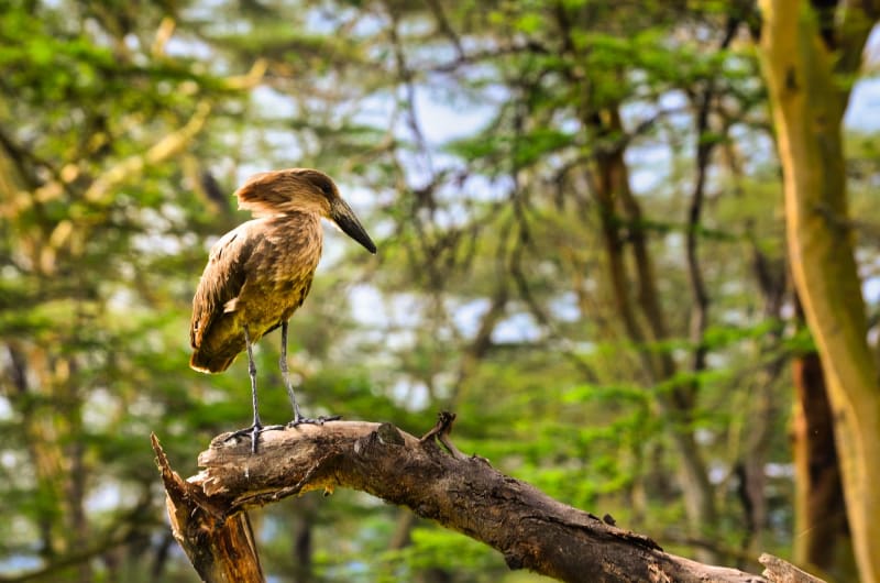Lago Nakuru
