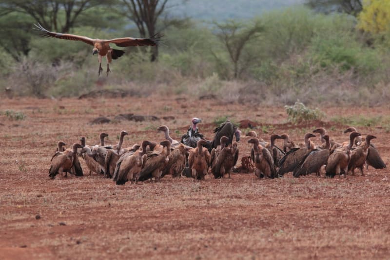 Samburu