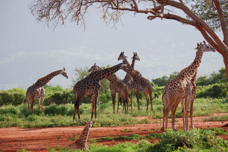 Tsavo