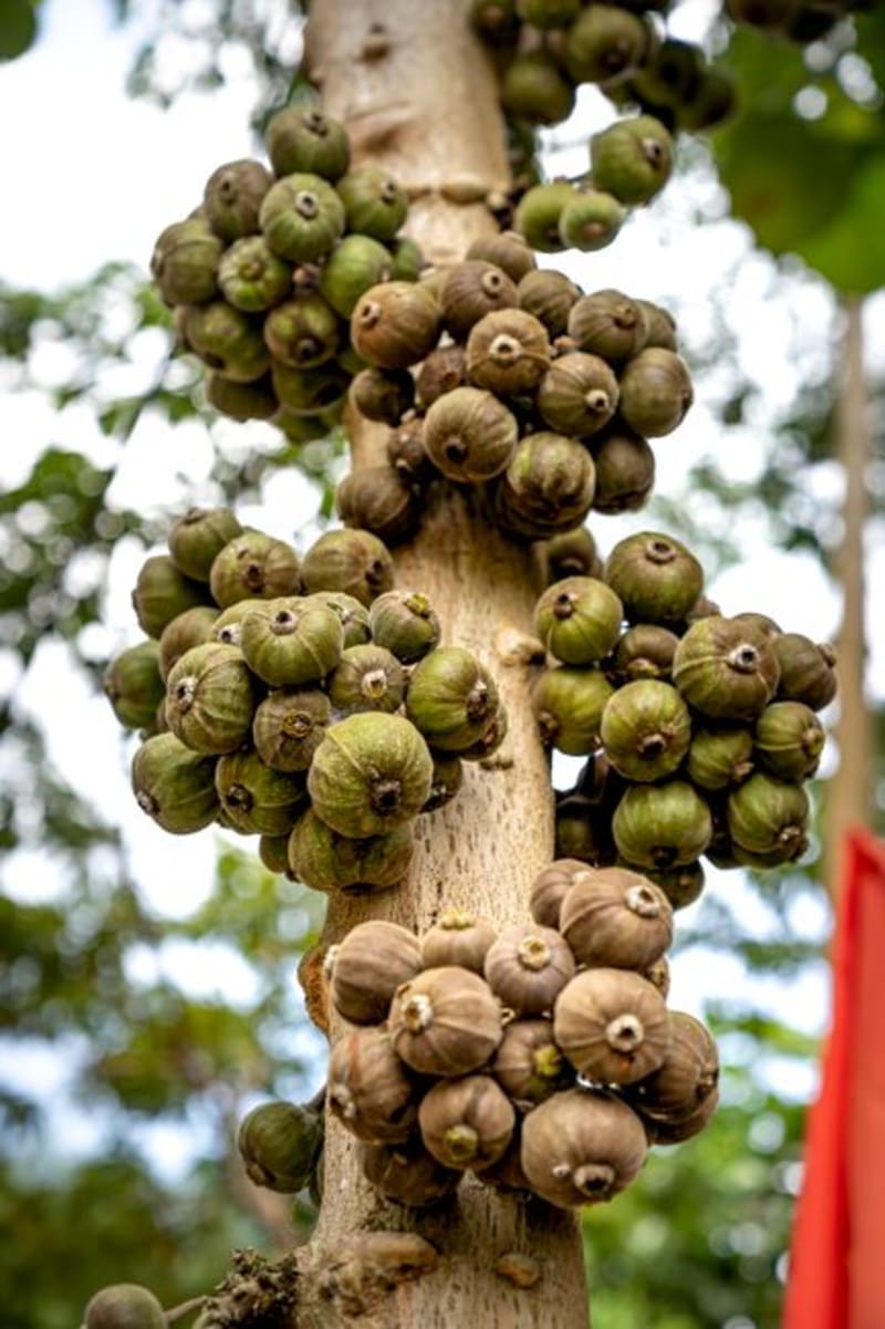 Aguas Termales de Chemka (Kikuletwa)
