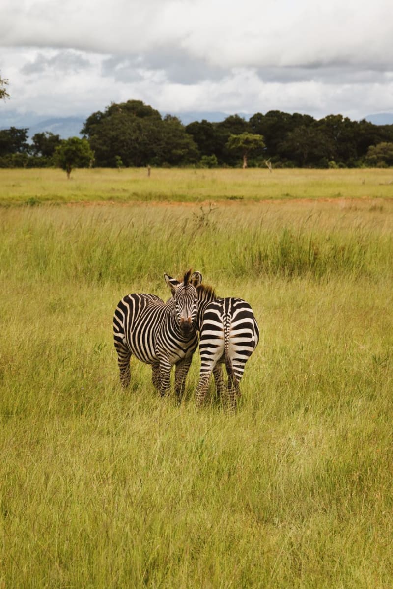 Mkomazi National Park