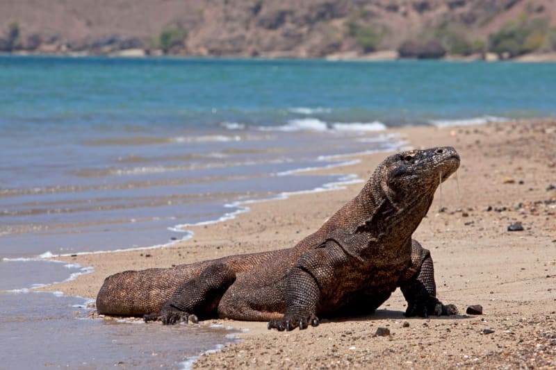 Playa Rosada