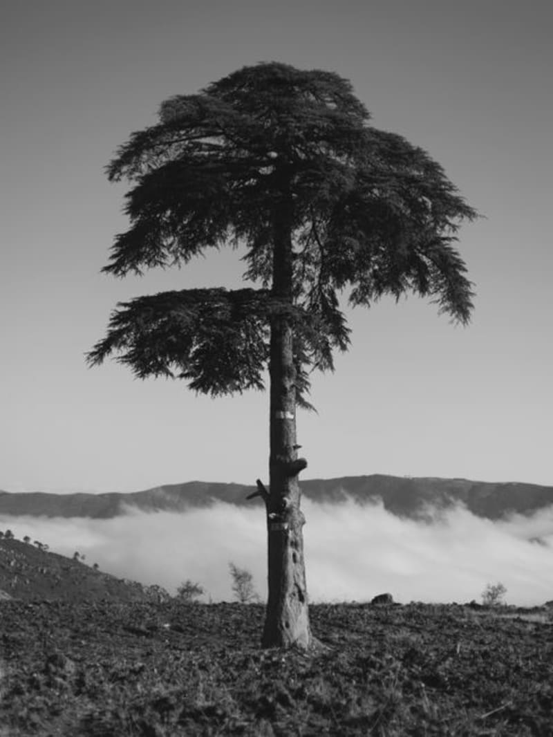 Tannourine