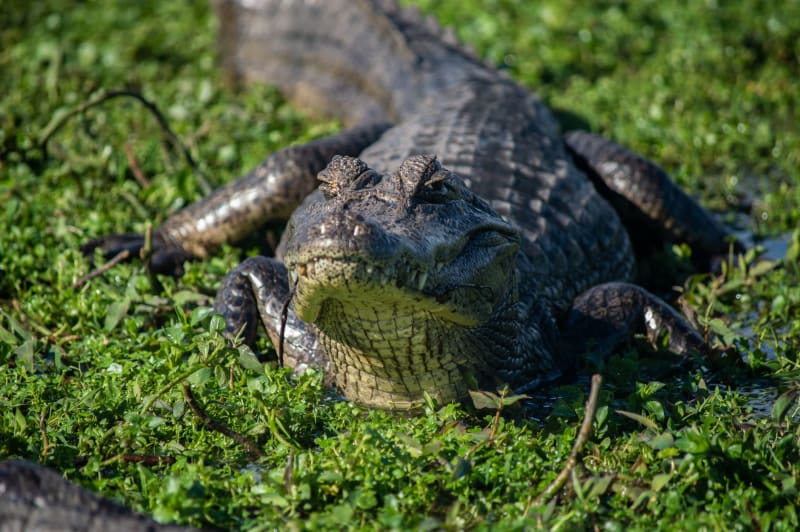 Esteros de Camaguán