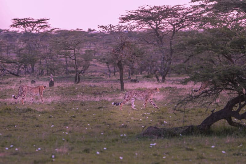 Lemek Valley