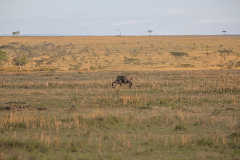 Mara River